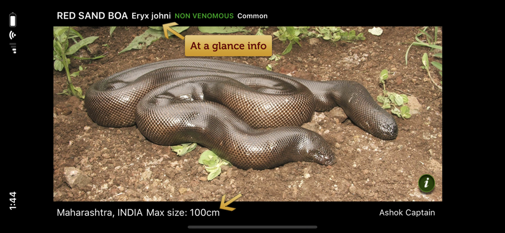 뱀 e가이드 앱의 붉은 모래보아 종 정보