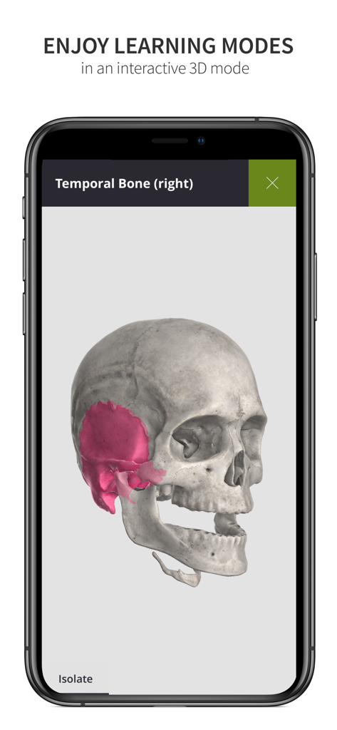 Anatomyka Skeleton - Un modello 3D di un cranio umano con l'osso temporale destro evidenziato in rosa nell'app Anatomyka Skeleton.