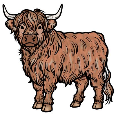 highlander cow