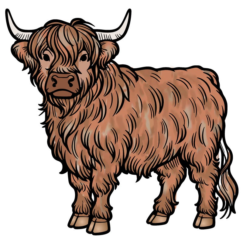 highlander cow