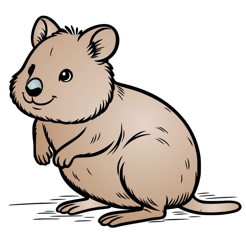 quokka