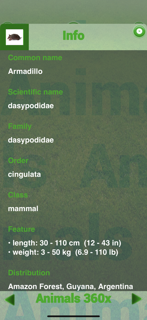 Animals 360x - Educational information screen for an armadillo in the Animals 360x mobile app