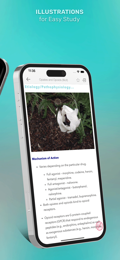 5 Minute Veterinary - 5分間獣医アプリのスクリーンショット。ポピーの花の臨床写真とアヘン類に関する情報が表示されています。