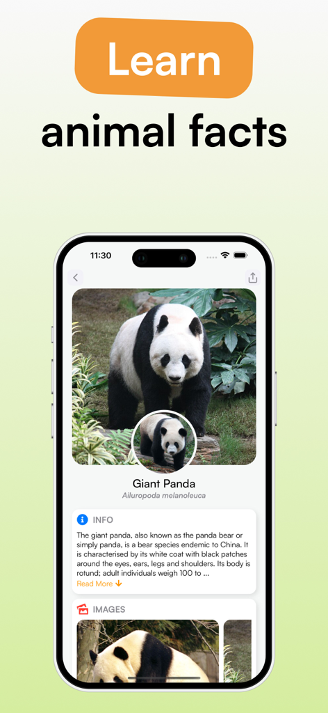 Animal Identifier - iSpecies - Interface do aplicativo iSpecies mostrando identificação e fatos educacionais sobre panda gigante