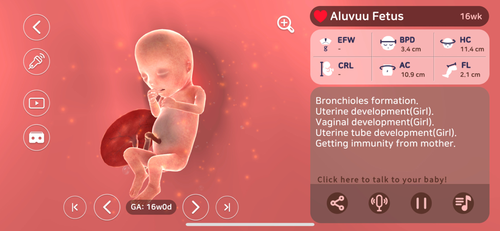 Aluvuu Fetus - A 3D model of a 16 week old fetus in the Aluvuu Fetus app showing developmental milestones and biometric measurements