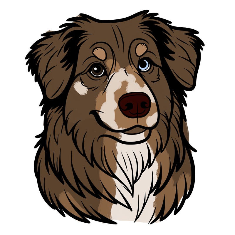australian shepard