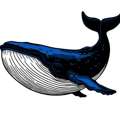 whale realistic