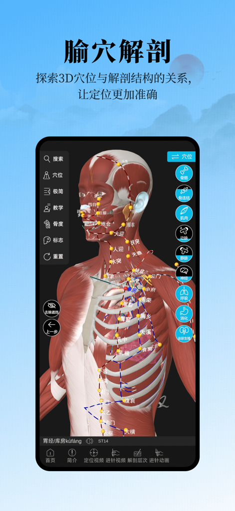 Modèle d'anatomie humaine 3D avec des points d'acupuncture et des méridiens.