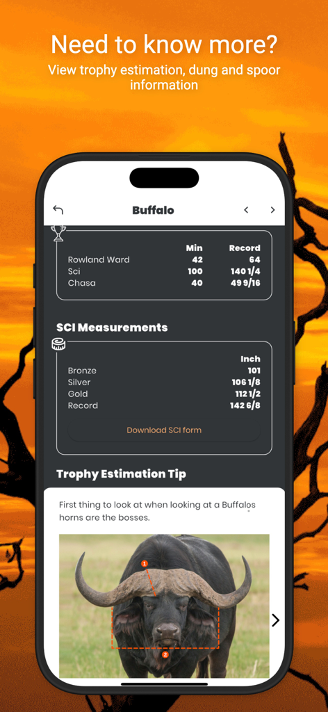 International Hunters - Buffalo trophy estimation and SCI measurements in the International Hunters app