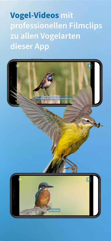 Due smartphone che mostrano video professionali di uccelli all'interno dell'app NABU Vogelwelt con una cutrettola gialla in volo al centro