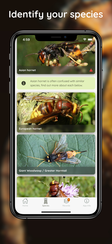 Asian Hornet Watch - Identification guide in the Asian Hornet Watch app showing various hornet species