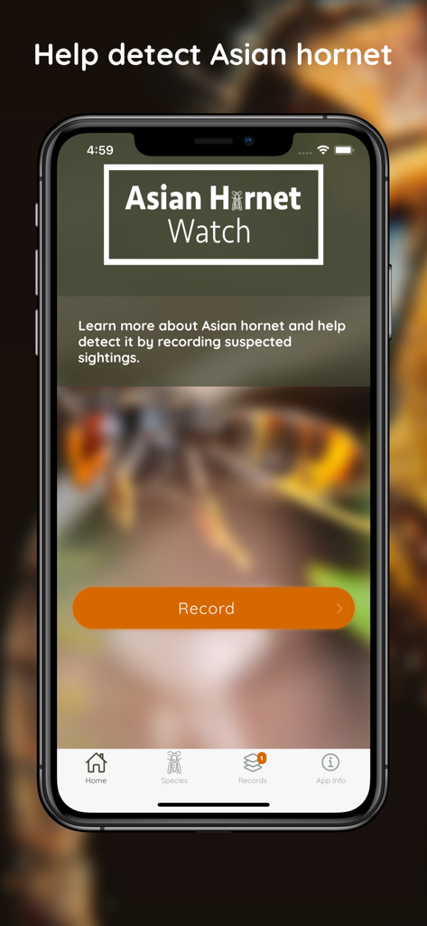 Asian Hornet Watch - Home screen of the Asian Hornet Watch app showing the Record sightings button.
