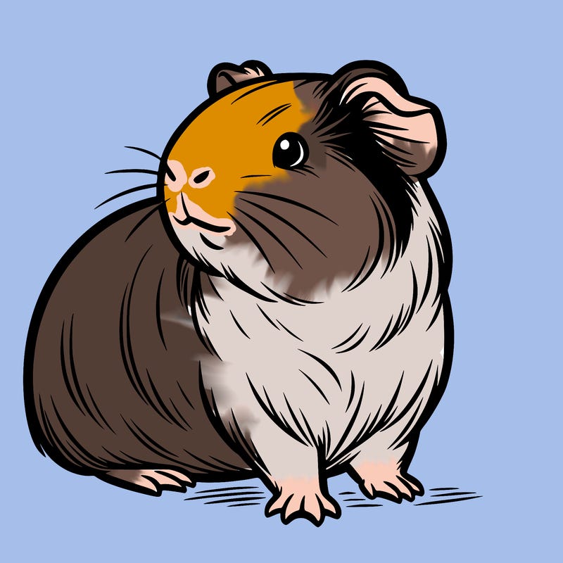 guinea pig