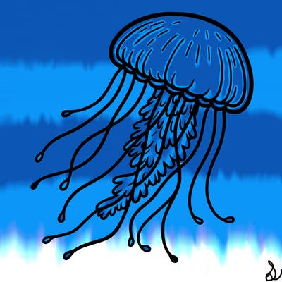jellyfish