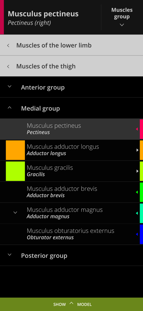 Anatomyka - Anatomyka app interface showing a color-coded hierarchical menu of human thigh muscles for medical study.