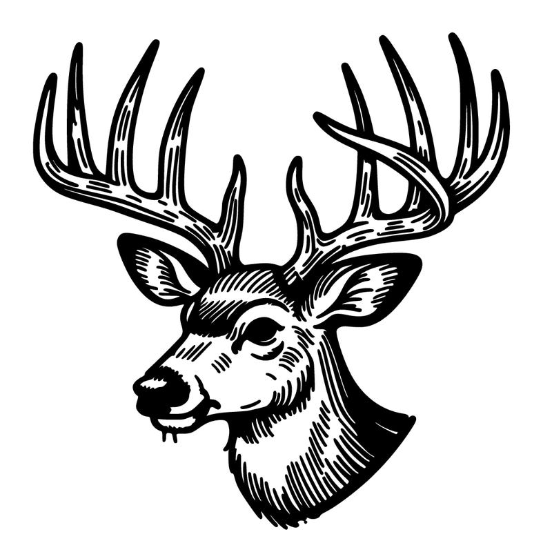 a buck's antlers