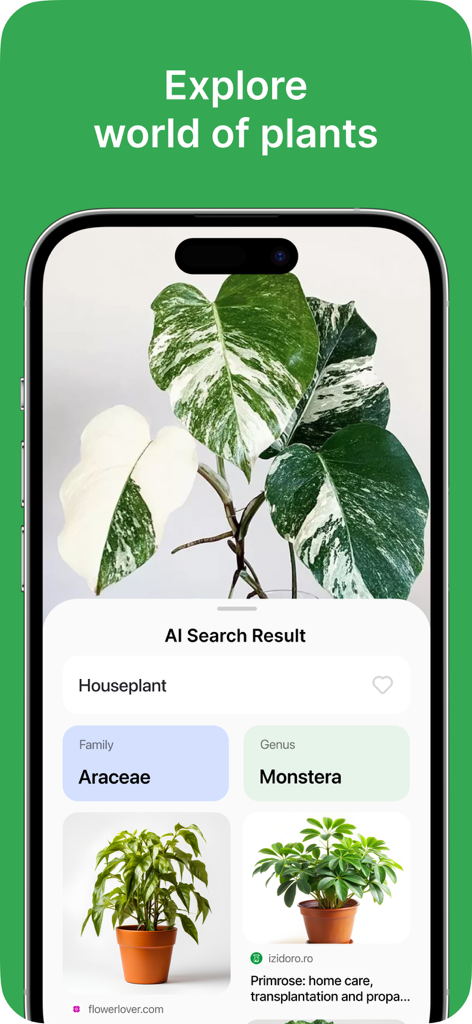 AI plant identifier interface showing the classification of a Monstera houseplant