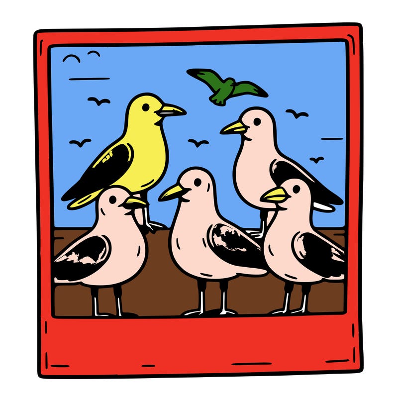seagulls in a polaroid picture