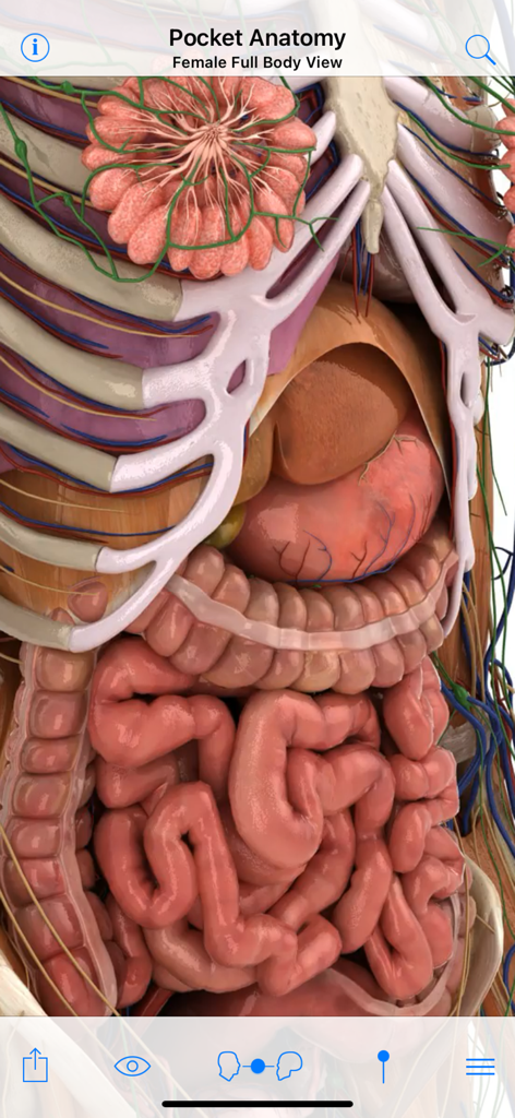 Detailed 3D visualization of the female internal organs and skeletal system in Pocket Anatomy