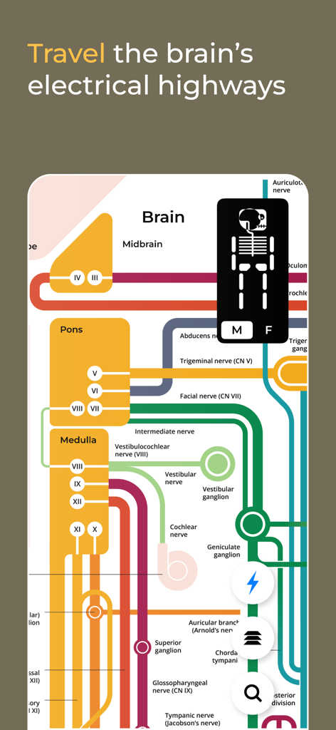 Une carte minimaliste de style métro du cerveau humain et de ses voies nerveuses dans l'application Body Map.