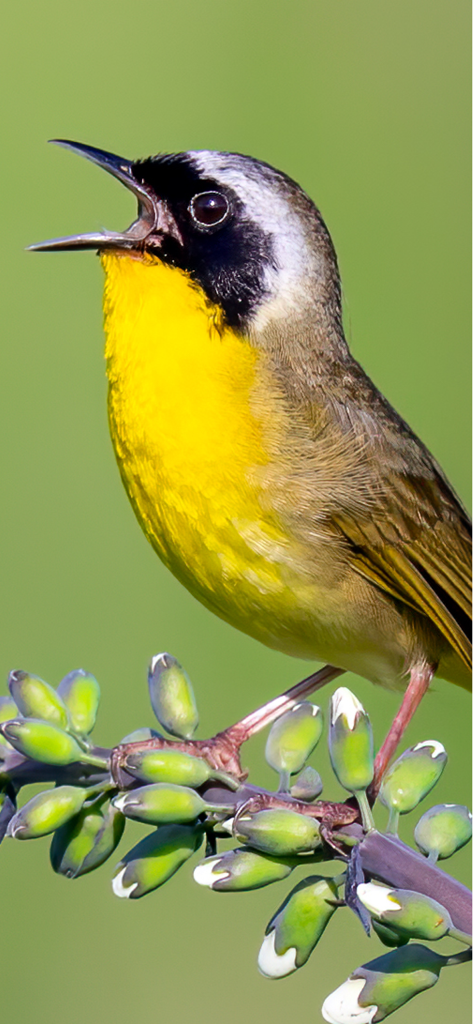 Common Yellowthroat bird singing on a flowering branch