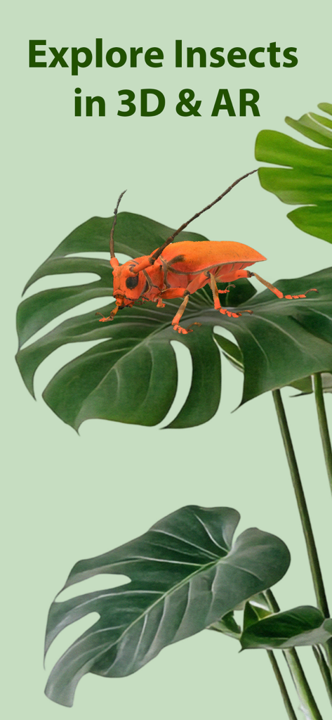 Insecta - Bug Identifier - Orange beetle 3D model in augmented reality on a green leaf