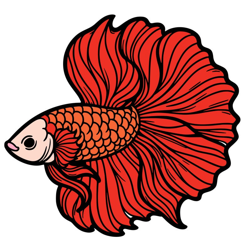 betta fish