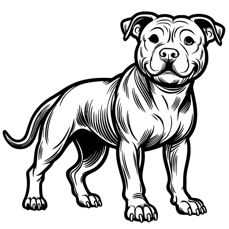 pit bull dog