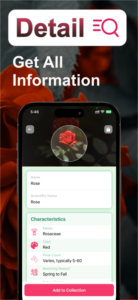 FlowerAI: Identify Flowers - A mobile app screen showing detailed botanical information for a red rose including its scientific name and family