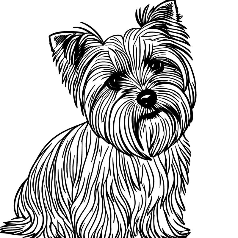 yorkshire terrier