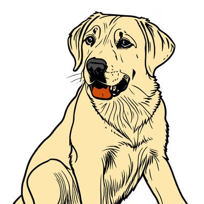 labrador retriever