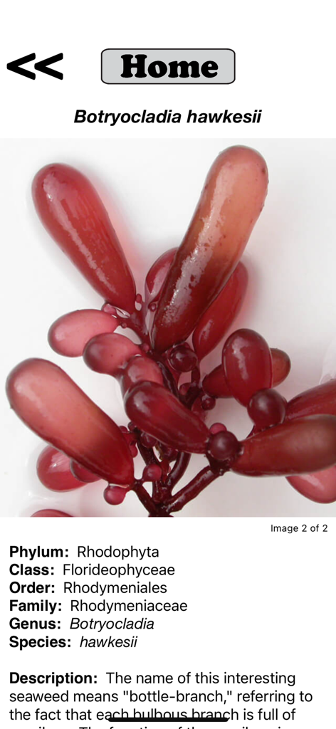 Species identification page for Botryocladia hawkesii showing a close up photo and taxonomic details