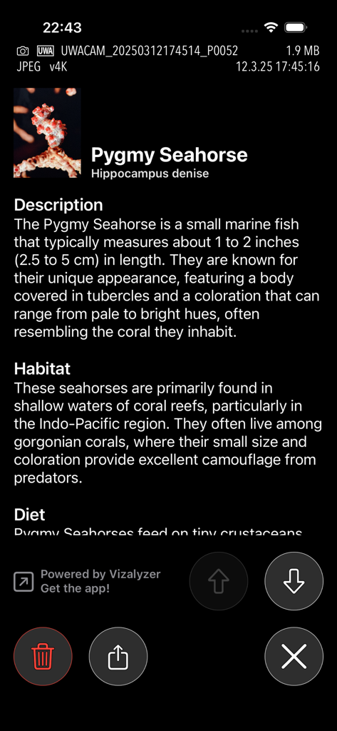 UWACAM - Tela do aplicativo UWACAM exibindo identificação de vida marinha para um Cavalo-Marinho Pigmeu usando Vizalyzer AI