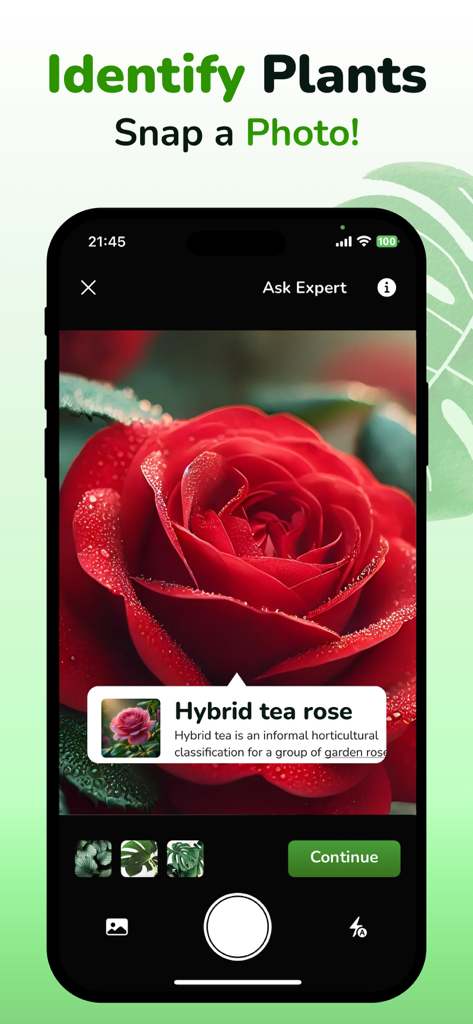 Plant ID & Disease Identifier - Mobile app screen showing a red rose being identified as a Hybrid tea rose