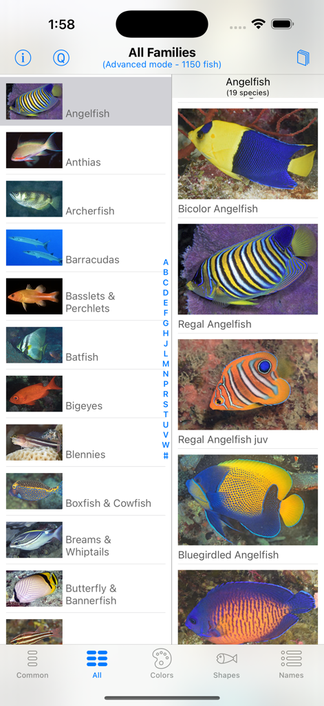 Interfaccia dell'app North Sulawesi Fish ID che mostra un elenco di famiglie di pesci marini e specie specifiche di pesci angelo.