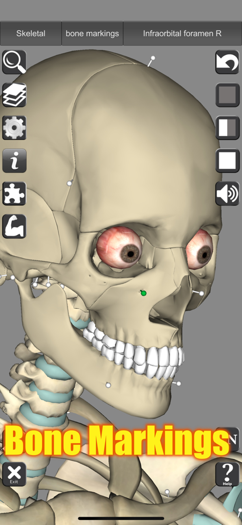 Un modelo 3D de un cráneo humano que muestra marcas óseas y herramientas educativas interactivas.