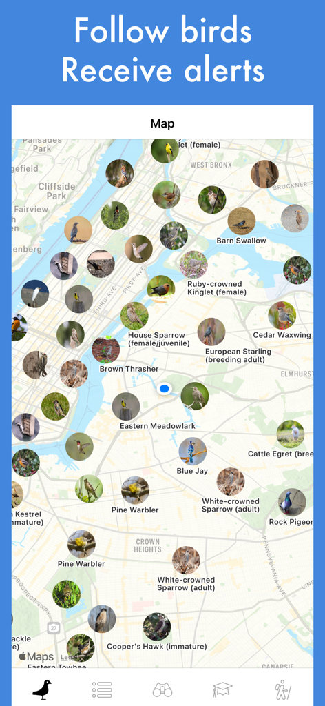 Smart Bird ID: Bird Identifier - An interactive map in the Smart Bird ID app displaying various bird species sightings and locations