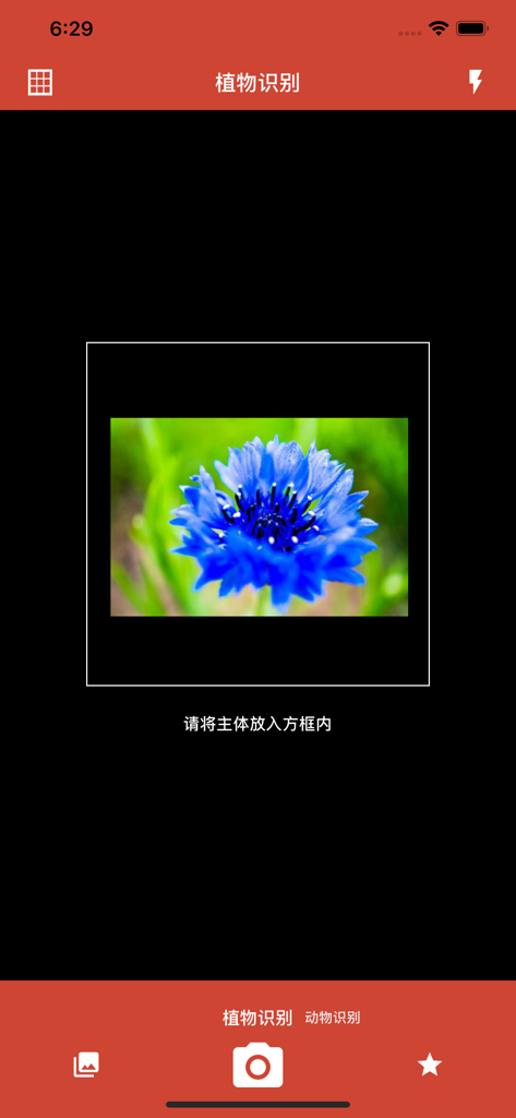 识花神器-形色识花 - Interface de aplicativo móvel mostrando uma flor azul em um quadro de digitalização para identificação de plantas