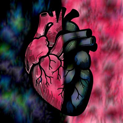 a realistic human heart