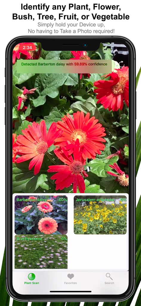 Plant Scan Pro- Identification - Un smartphone mostrando la aplicación Plant Scan Pro identificando margaritas rojas de Barberton en tiempo real sin tomar una foto.