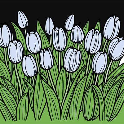 tulips