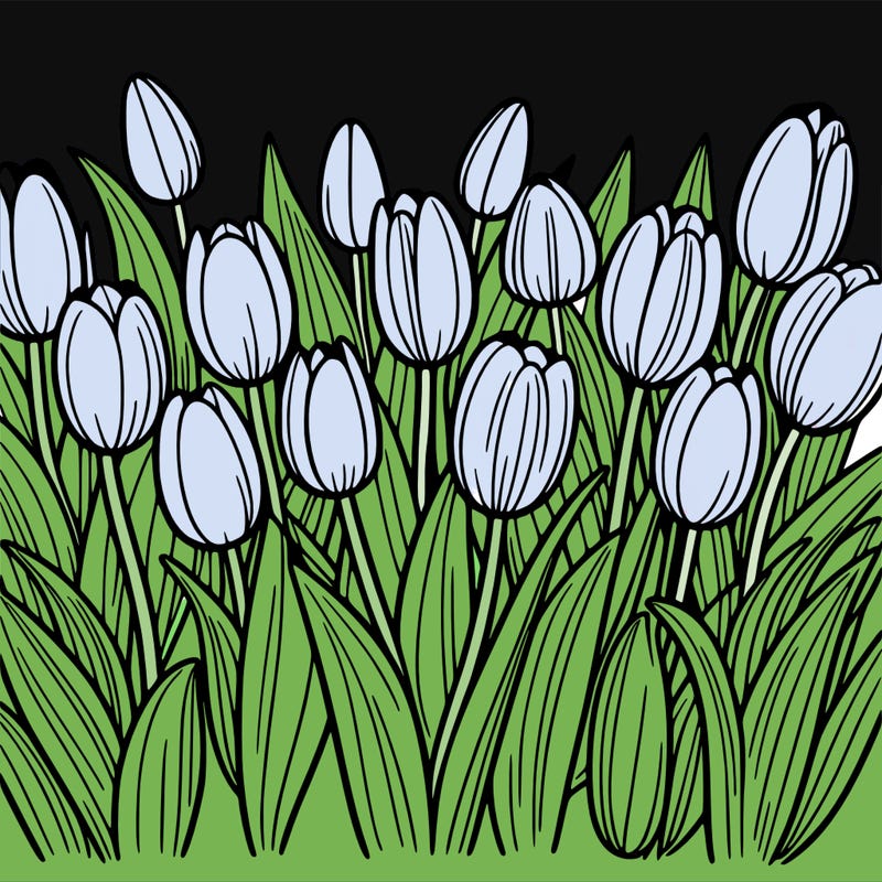 tulips