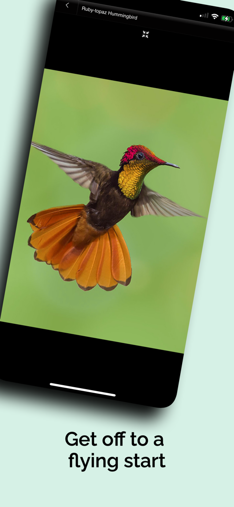 Ein Rubin-Topas-Kolibri, der in der Naturkundemuseum 4 You Mobile App angezeigt wird