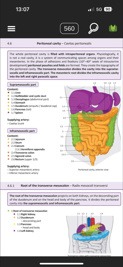 Memorix Anatomy and Histology - Un diagramma anatomico dettagliato e una spiegazione testuale della cavità peritoneale umana dall'app Memorix Anatomy