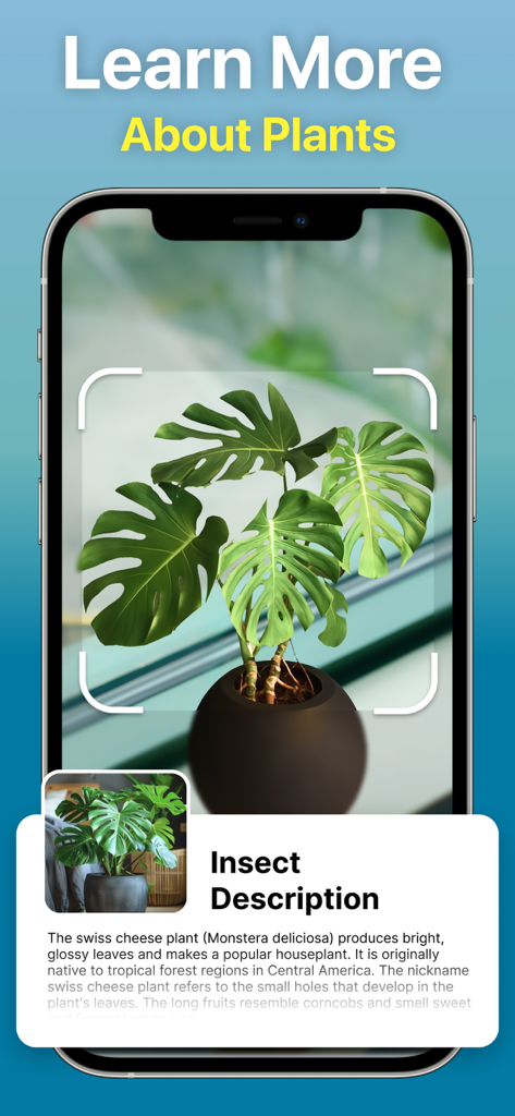 Identify Anything AI Scanner - Aplicación escáner IA identificando una planta de queso suizo con una descripción detallada