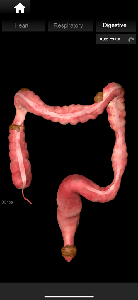 Modelo 3D del intestino grueso humano en la aplicación de anatomía Organs 3D