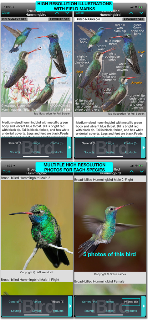 Identification du Colibri à bec large et photos haute résolution dans l'application iBird Pro
