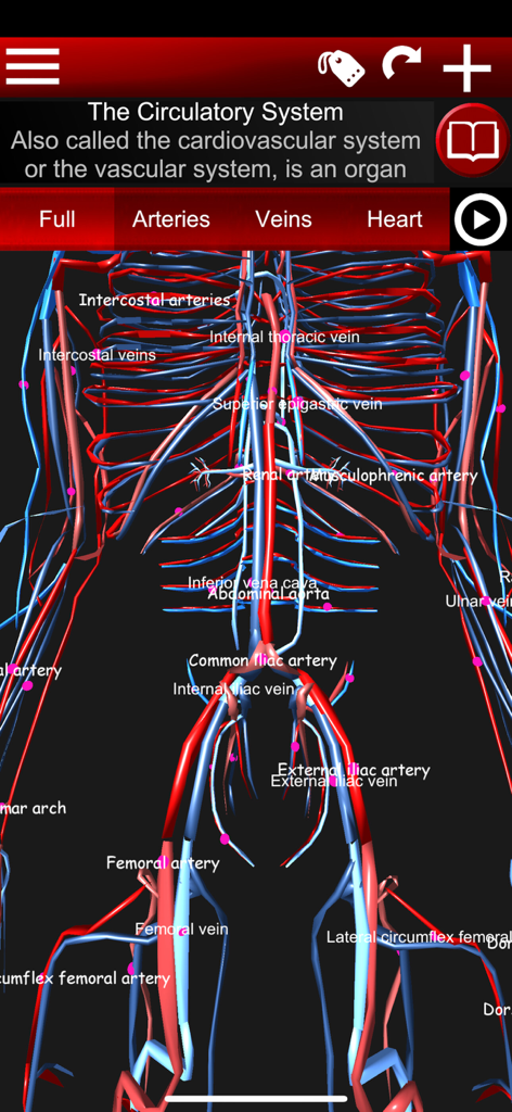 Circulatory System 3D Anatomy - A 3D visualization of the human circulatory system with anatomical labels for arteries and veins