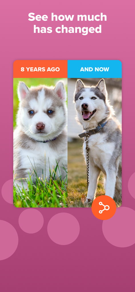 A side-by-side comparison in the Timehop app showing a husky as a puppy 8 years ago versus an adult dog now