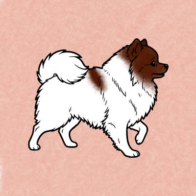 pomeranian